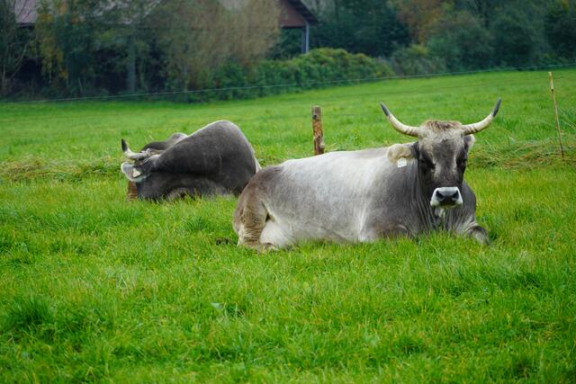 Foto: Gertraud Kleemayr