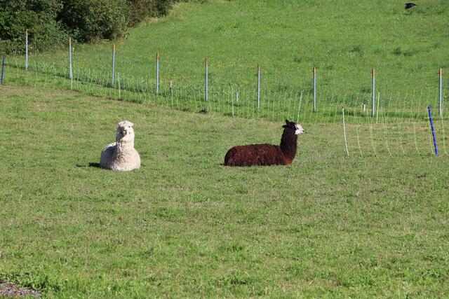 Eine weitere Maßnahme zum Herdenschutz: Lamas. Durch ihre natürliche Neugier schrecken sie nicht vor Beutegreifern wie Wölfen zurück, sondern konfrontieren sie. | Foto: Siegele