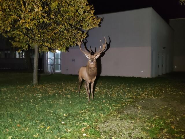 Hirsch "Maxl" wurde nach seiner kilometerlangen Wanderung auf der Siche nach einem Weibchen im Lehener Park aufgefunden. | Foto: Polizei Salzburg