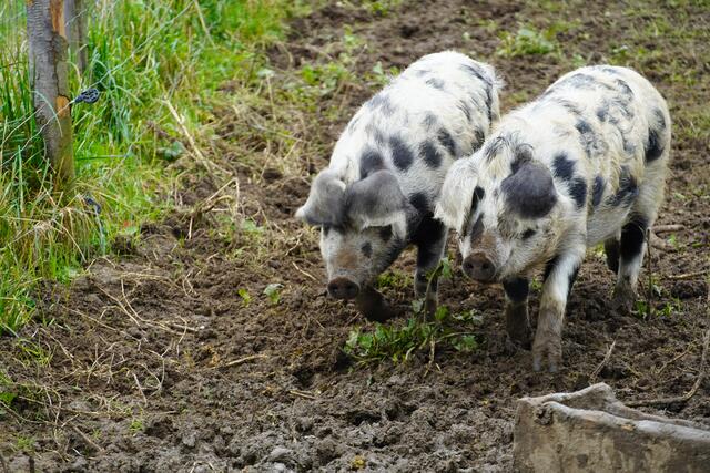 Foto: Gertraud Kleemayr