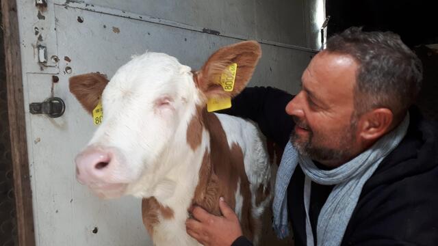 Das blinde Kuhkalb "Bibi" mit Emanuel Wenk.