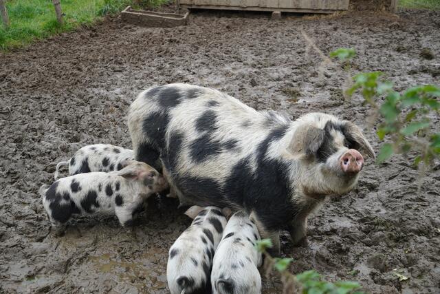 Foto: Gertraud Kleemayr