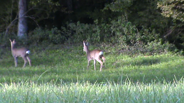 Unterwegs die Rehe