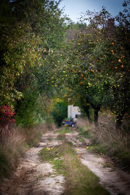 Würnitz im Weinviertel ist einen Zwischenstopp wert. | Foto: Regina Courtier