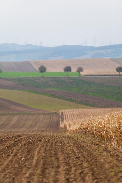 Würnitz im Weinviertel ist einen Zwischenstopp wert. | Foto: Regina Courtier