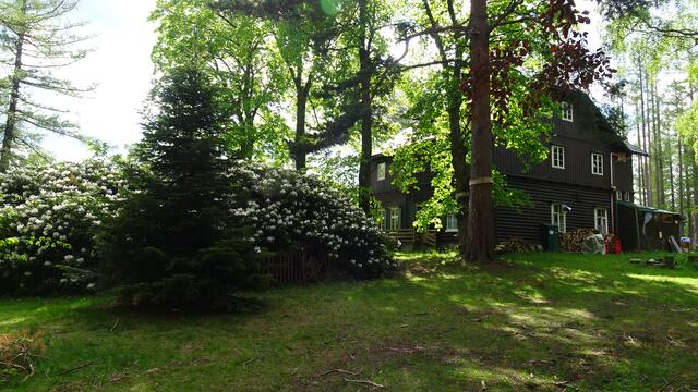 Hinter dem Haus wächst der aus dem Jahr 1908 stammende, Anfang Juni prachtvoll blühende Riesenrhododendron (Bilddoku)! | Foto: S.Plischek