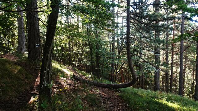 Über den Enziansteig geht es zuerst einmal zu unserem ersten Etappenziel, ...