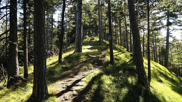 Auf dem gut begehbaren Kammweg setzen wir die Wanderung in Richtung Kieneck-Gipfel fort! ...