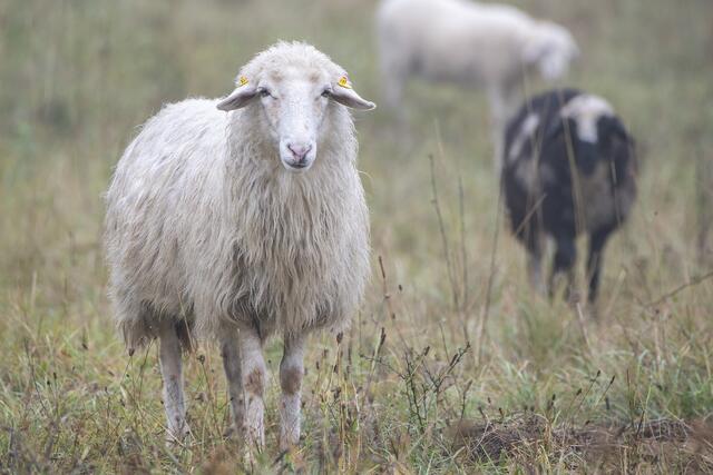 Insel-Schafe beenden ihre Mäh-Saison auf der Donauinsel. | Foto: MA45/Wiener Wildnis
