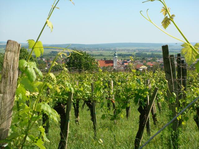 Ein Weingarten der Georgirebe – mit Blick auf St. Georgen