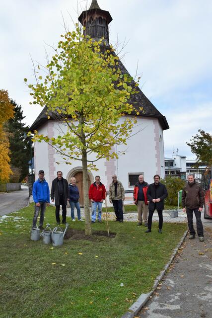 Der 30-jährige Baum misst bereits stolze sieben Meter – die Lücke konnte so schneller geschlossen werden.