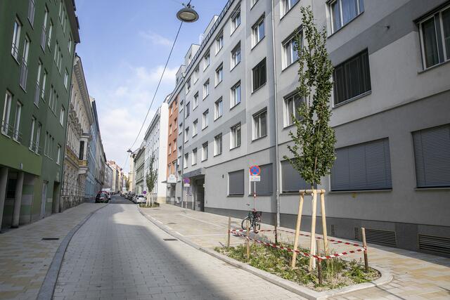 In der Millergasse gibt es vier neue Bäume.