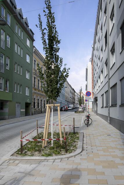 Wenn die fünf neuen Bäume ausgewachsen sind, werden sie viel Schatten und Kühlung spenden.