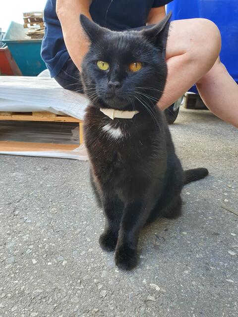 Wer vermisst diese Katze?  | Foto: Tierheim Reutte