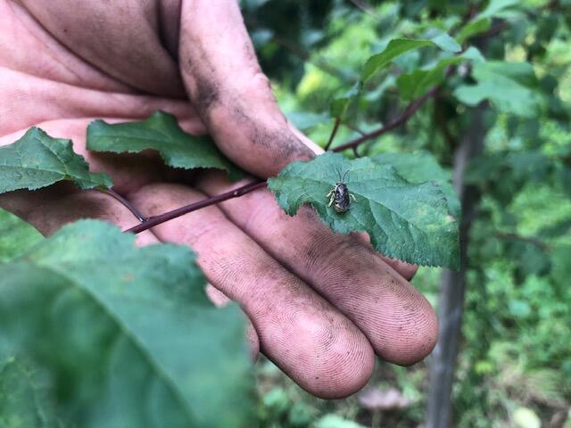 Die Wildbiene ist Namensgeber für den Naschgarten. | Foto: Naz Kücüktekin