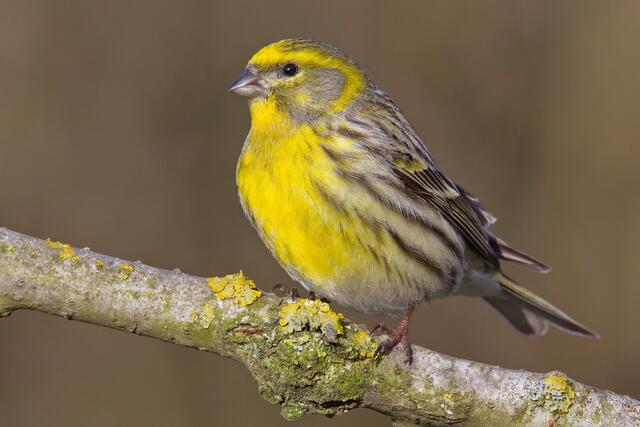 Auch der Girlitz – von BirdLife Österreich als Vogel des Jahres 2021 gekürt – wurde von der Forschungsgemeinschaft LANIUS am St. Pöltner Hauptfriedhof nachgewiesen. | Foto: Wolfgang Schweighofer