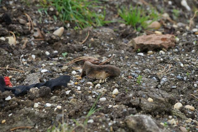 In Mönchhof wurden ein beschädigter Schädelknochen und andere Knochen gefunden. | Foto: Symbolbild