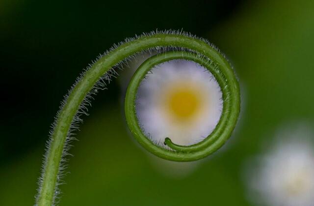 Gurkentrieb mit Blume von Doris Rehling. | Foto: Doris Rehling