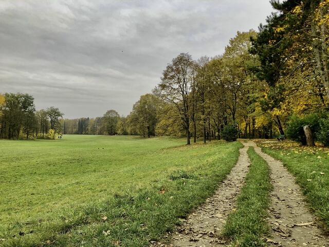 Auf den großzügigen Wiesen im Wasserwald tollen Hunde ohne Leine und Maulkorb herum.