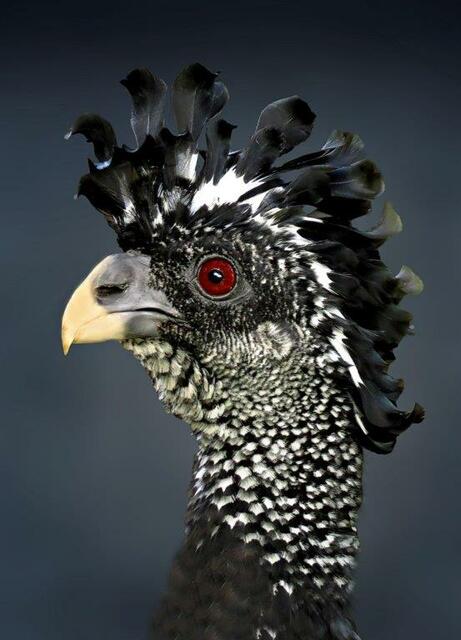 Das Hokko-Huhn von Hannes Kernbeis. | Foto: Hannes Kernbeis