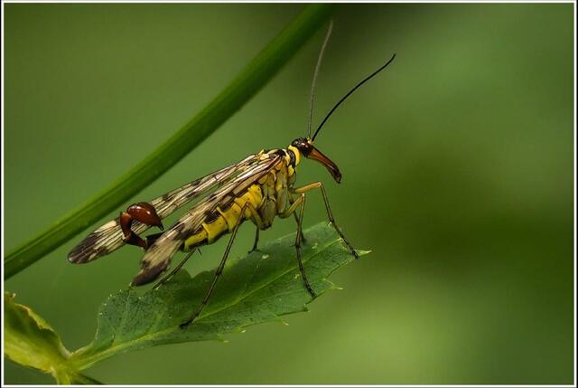 Die Skorpionsfliege von Herbert Gasteiner. | Foto: Herbert Gasteiner