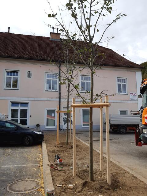 Jetzt müssen die Linden bloß noch wachsen.