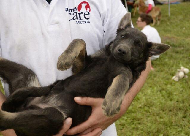 "Animal Care Austria" unterstützt etwa die Rettungs- und Rehabilitationsstation „Kóborka“ in Lovasberény, Ungarn.