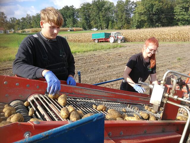 Die Jugendlichen waren bei der Ernte dabei und lernten beim Mithelfen. | Foto: LWBFS Waizenkirchen