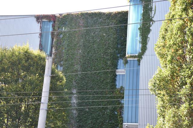 Klimaschutz für Wirtschaftsstandort: Begrünungen von Dächern und Fassaden können einen Beitrag zur Lebensqualität in Großstädten leisten, da sie den Staub und schädliche Luftinhaltsstoffe binden. | Foto: Schrofner