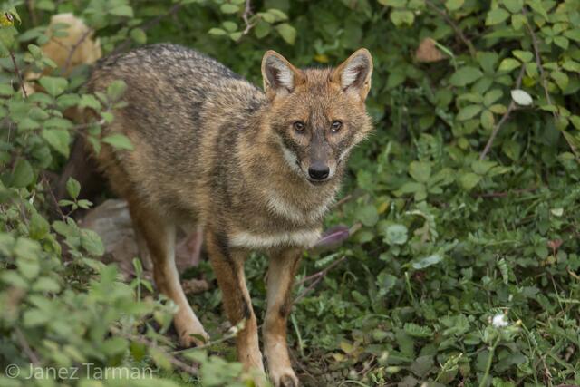 Nach dem Frühsommer 2019 wurde in Osttiroler erneut ein Goldschakal nachgewiesen. | Foto: Janez Tarman