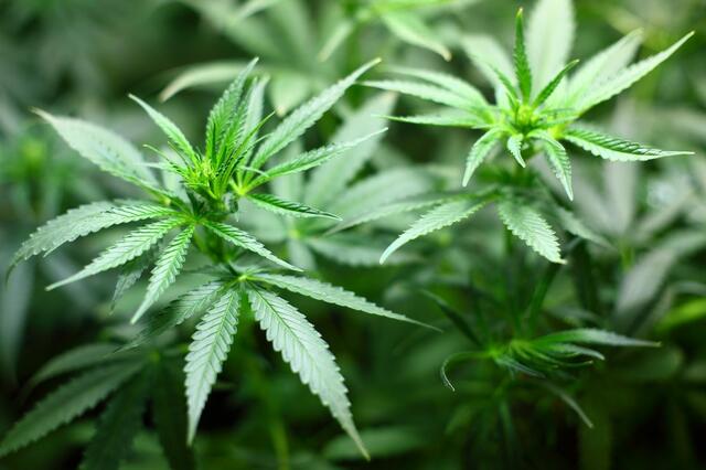 Beim Murauer wurden große Mengen Cannabis gefunden. | Foto: KK