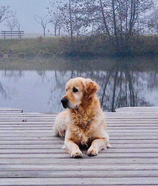 Benno vermisst den Sommer....die Wasserratte