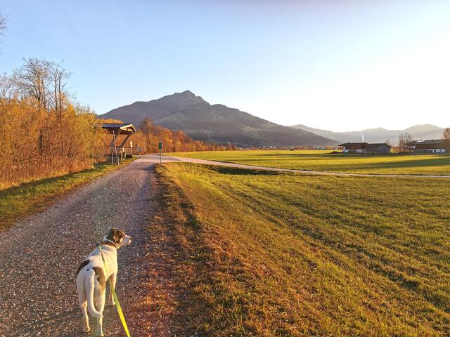 Vorwiegend am Kirchdorfer Achendamm im Einsatz. | Foto: privat