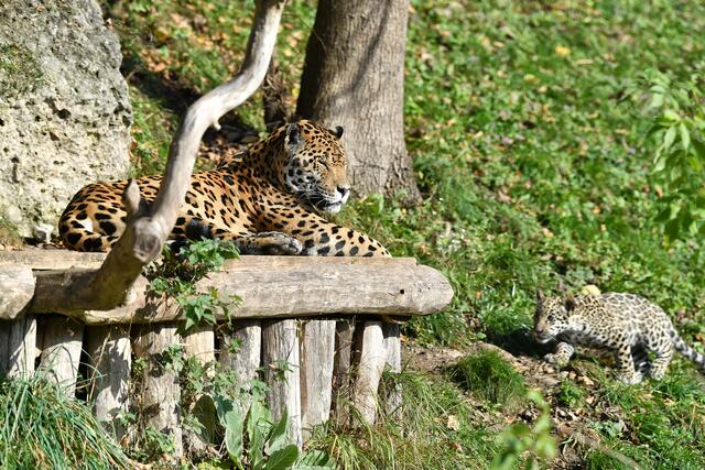 Der kleine Milagro schleicht sich vorsichtig an seinen Papa heran ... | Foto: Zoo Salzburg / Kerstin Joensson