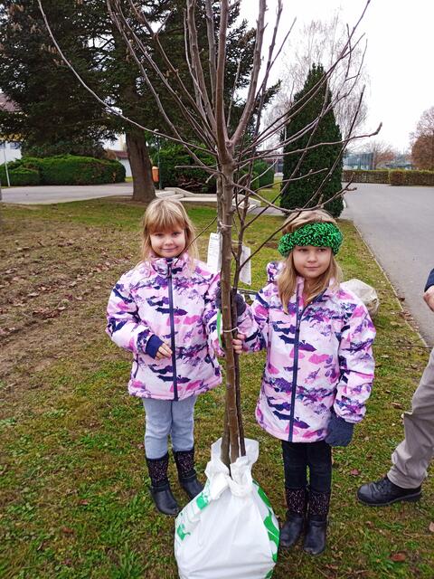 Die Baumsetzlinge konnten bei der Volksschule in St. Martin an der Raab abgeholt werden. | Foto: Naturpark Raab