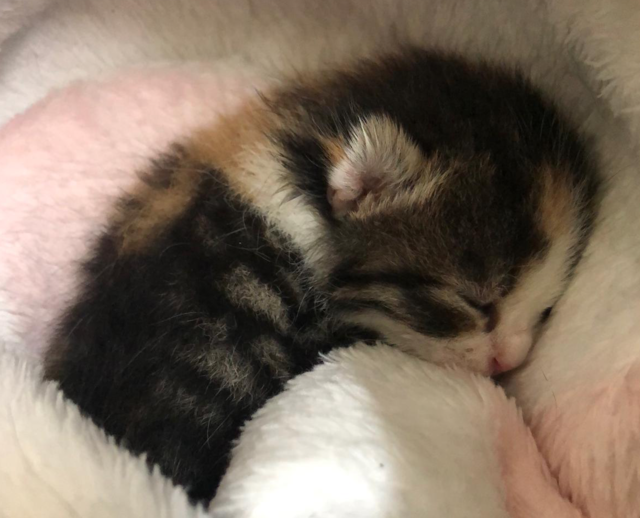 Die tierischen Schützlinge müssen sich in Geduld üben. Voraussichtlich werden sie erst wieder ab 9. Dezember besucht werden können. | Foto: TSA