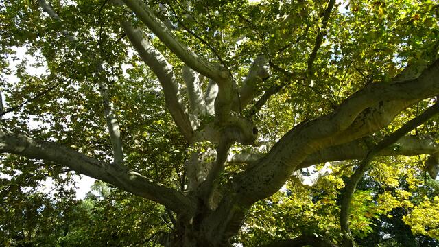 Naturdenkmal 208-jährige Platane (nahe Rosarium) - Baden/Doblhoffpark (Bezirk Baden) | Foto: © Silvia Plischek