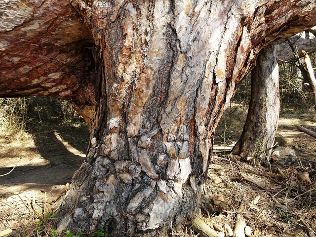 Naturdenkmal Sesselbäume - St. Johann am Steinfelde/Ternitz (Bezirk Neunkirchen) | Foto: © Silvia Plischek