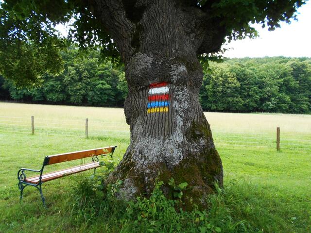 Naturdenkmal Lindenallee - Naturpark "Die Wüste" Mannersdorf (Bezirk Bruck a.d. Leitha) | Foto: © Silvia Plischek