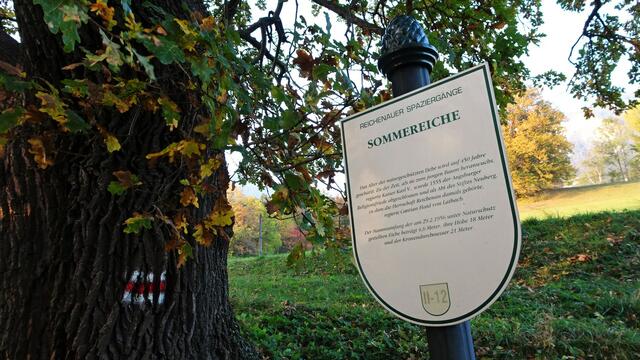 Naturdenkmal 450-jährige Sommereiche – Schneedörfl/Reichenau a.d. Rax (Bezirk Neunkirchen) | Foto: © Silvia Plischek