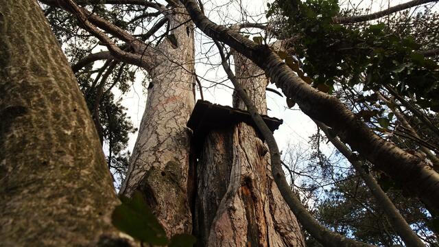 (Naturdenkmal) Vierbrüderbaum - Bürg-Vöstenhof (Bezirk Neunkirchen) | Foto: © Silvia Plischek