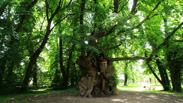 Naturdenkmal 1000-jährige Linde im Schlosspark Pottendorf (Bezirk Baden) | Foto: © Silvia Plischek