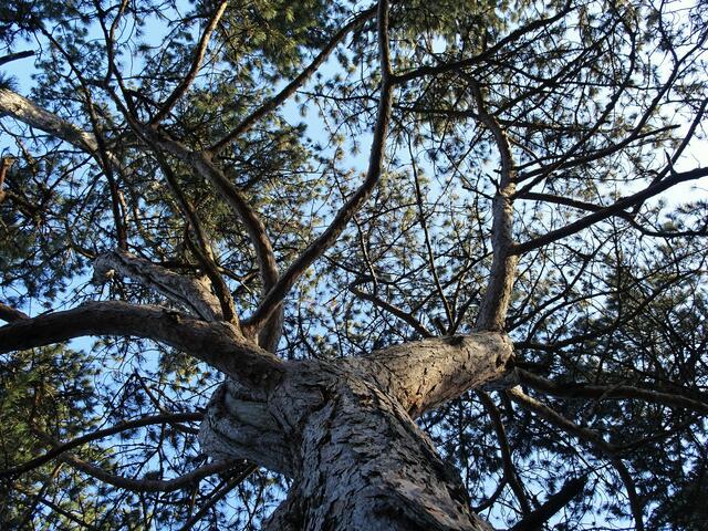 Baumgiganten im  Naturschutzgebiet Wieselthaler Steinwand - Furth, Triestingtal (Bezirk Baden) | Foto: © Silvia Plischek