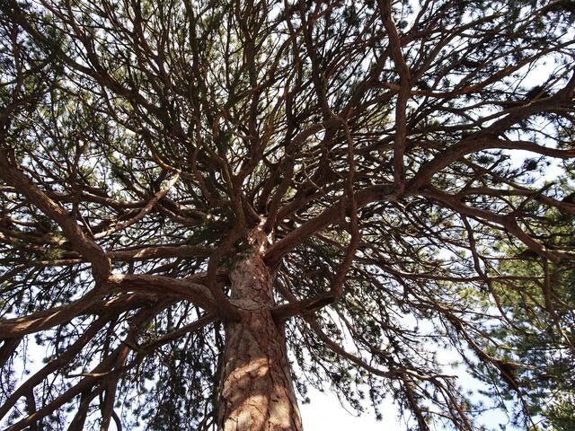Naturdenkmal Fleischesserföhre - Gösing  | Foto: © Silvia Plischek
