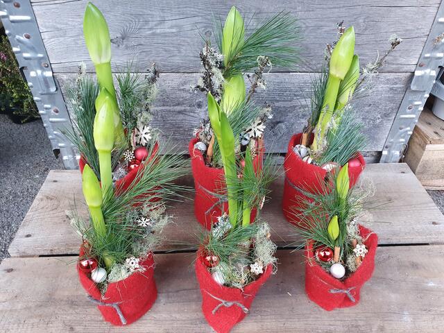 Regionler Blumenschmuck für den Advent aus dem Fachhandel