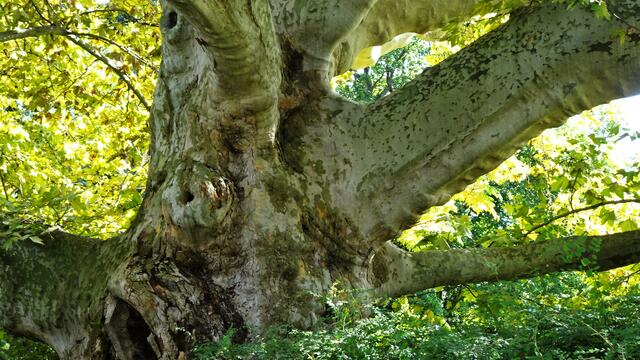Naturdenkmal 208-jährige Platane (nahe Rosarium) - Baden/Doblhoffpark (Bezirk Baden) | Foto: © Silvia Plischek