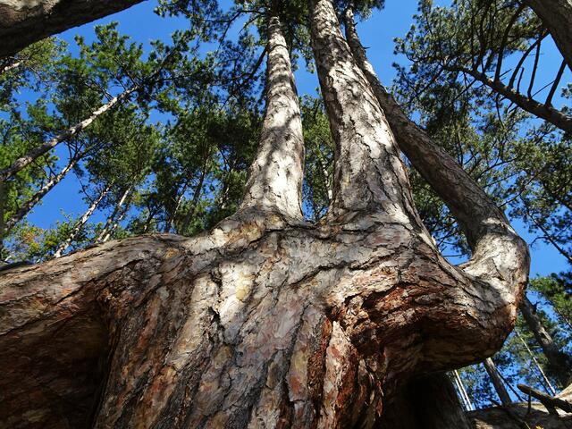 Naturdenkmal Sesselbäume - St. Johann am Steinfelde/Ternitz (Bezirk Neunkirchen) | Foto: © Silvia Plischek