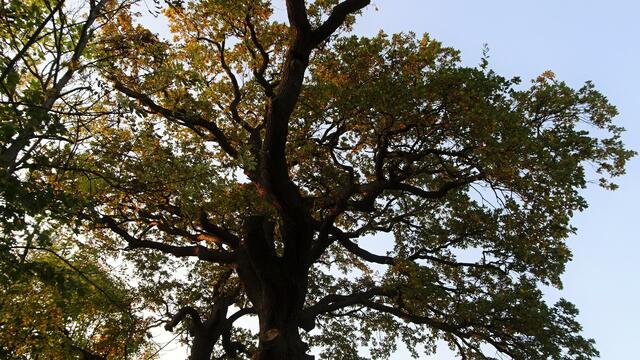 Naturdenkmal 450-jährige Sommereiche – Schneedörfl/Reichenau a.d. Rax (Bezirk Neunkirchen) | Foto: © Silvia Plischek