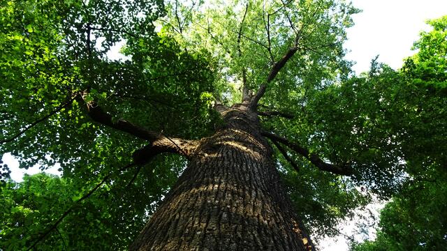 Naturdenkmäler und Baumgiganten im Kurpark Reichenau (Bezirk Neunkirchen) | Foto: © Silvia Plischek