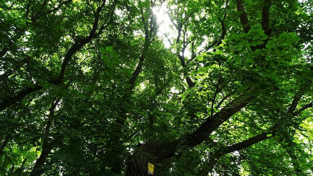 Naturdenkmal 1000-jährige Linde im Schlosspark Pottendorf (Bezirk Baden) | Foto: © Silvia Plischek